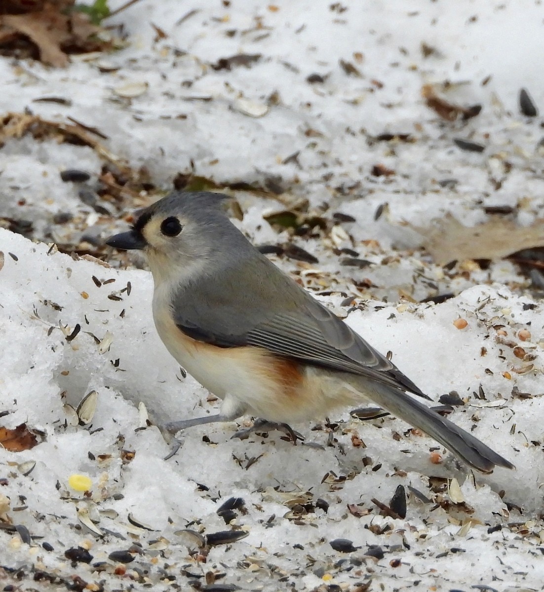Tufted Titmouse - ML646757122