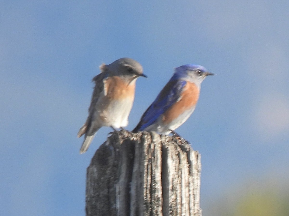 Western Bluebird - ML646757129