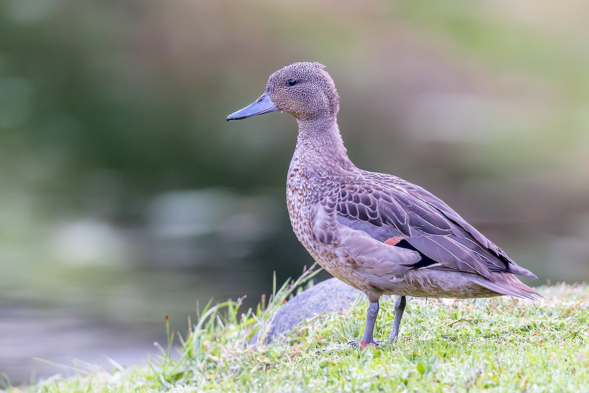 Чирянка андійська (підвид andium) - ML646757130