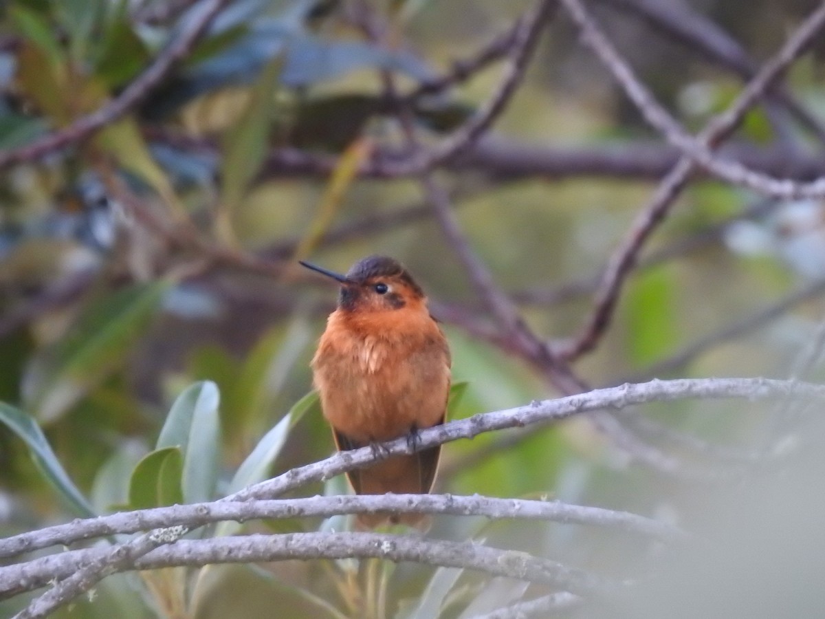 Shining Sunbeam - ML646757132