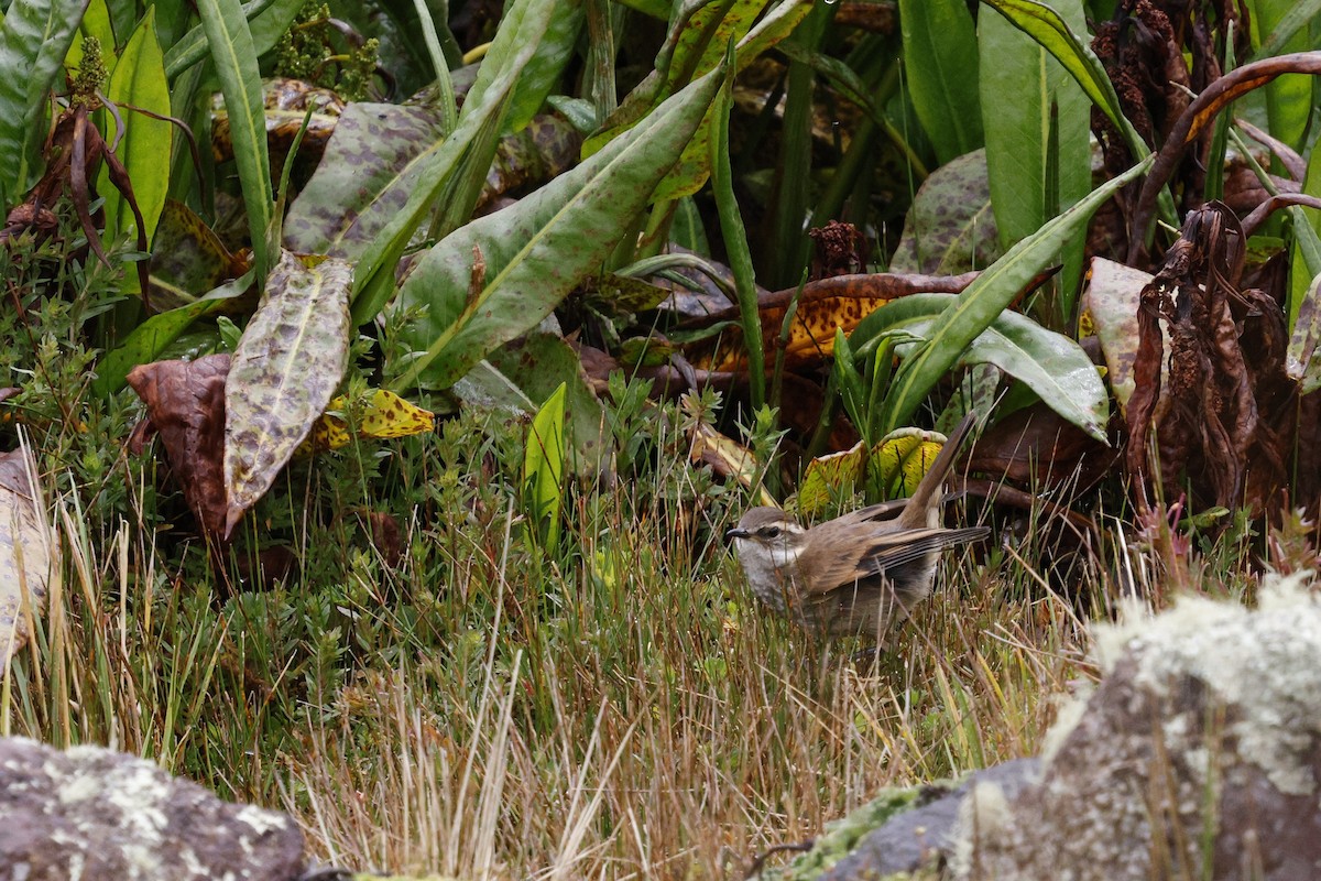 Chestnut-winged Cinclodes - ML646757134