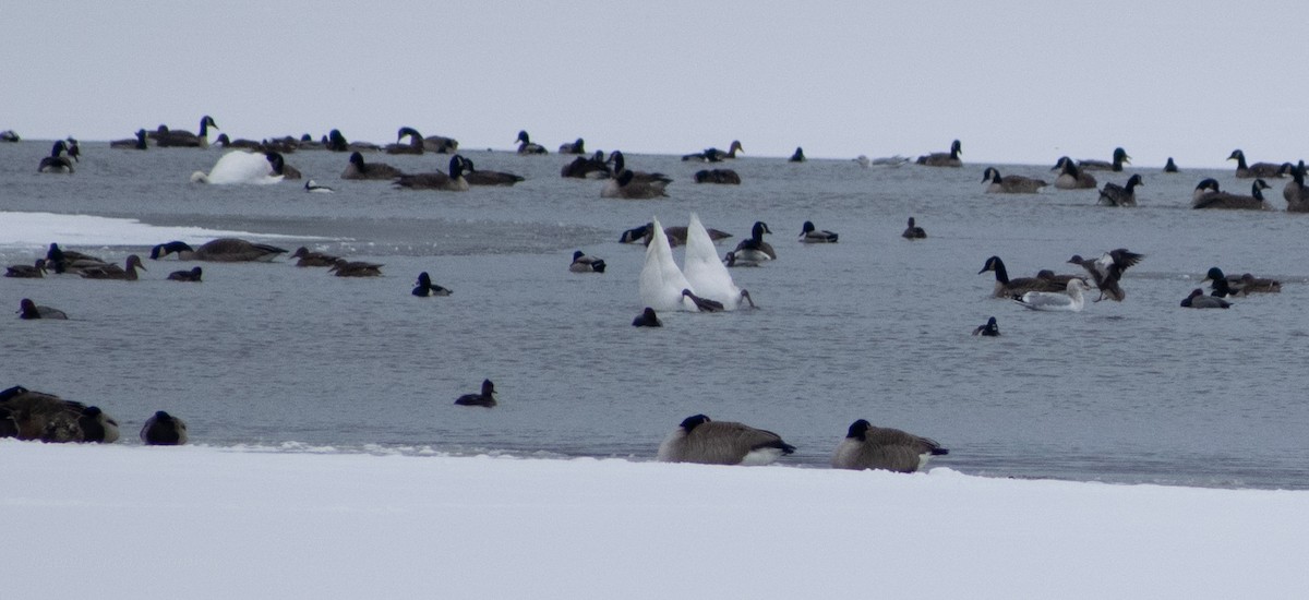 Ring-necked Duck - ML646757135