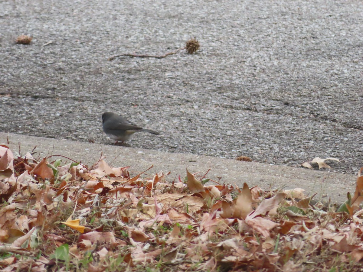Junco Ojioscuro - ML646757136