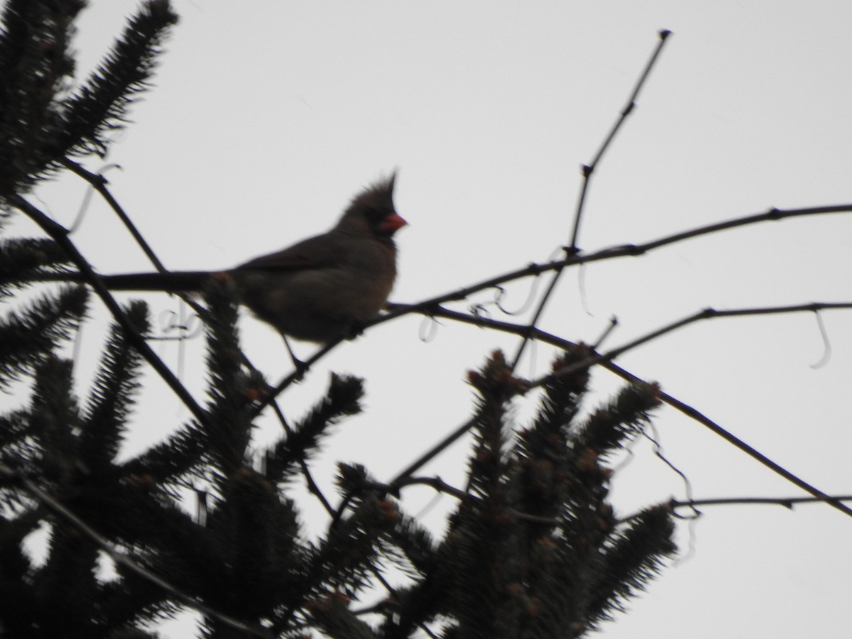 Northern Cardinal - ML646757139