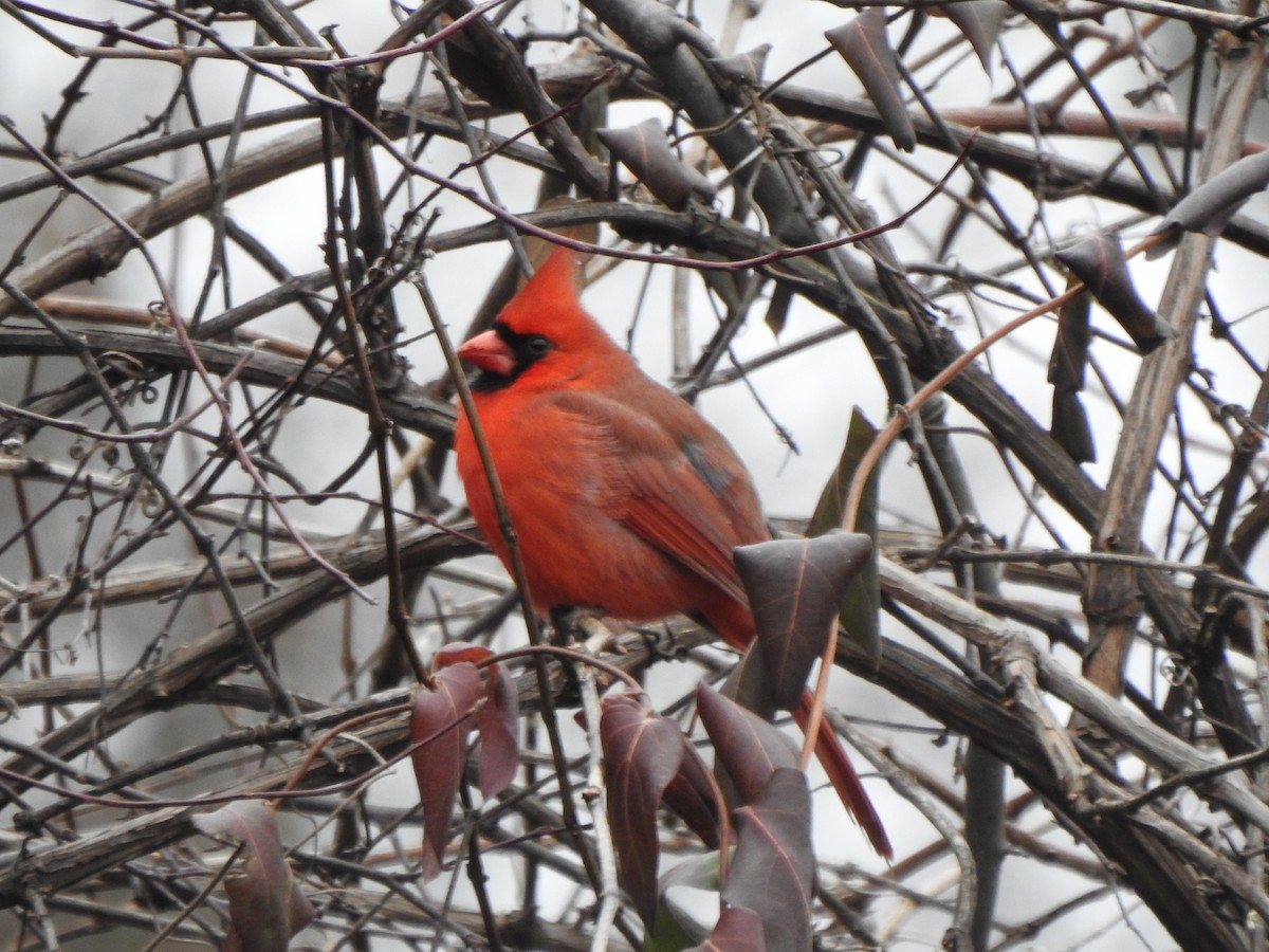 Northern Cardinal - ML646757140