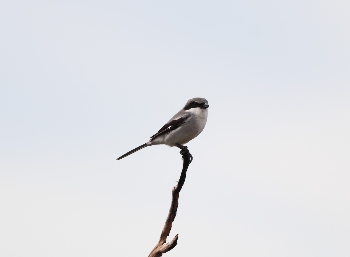 Loggerhead Shrike - ML646757141