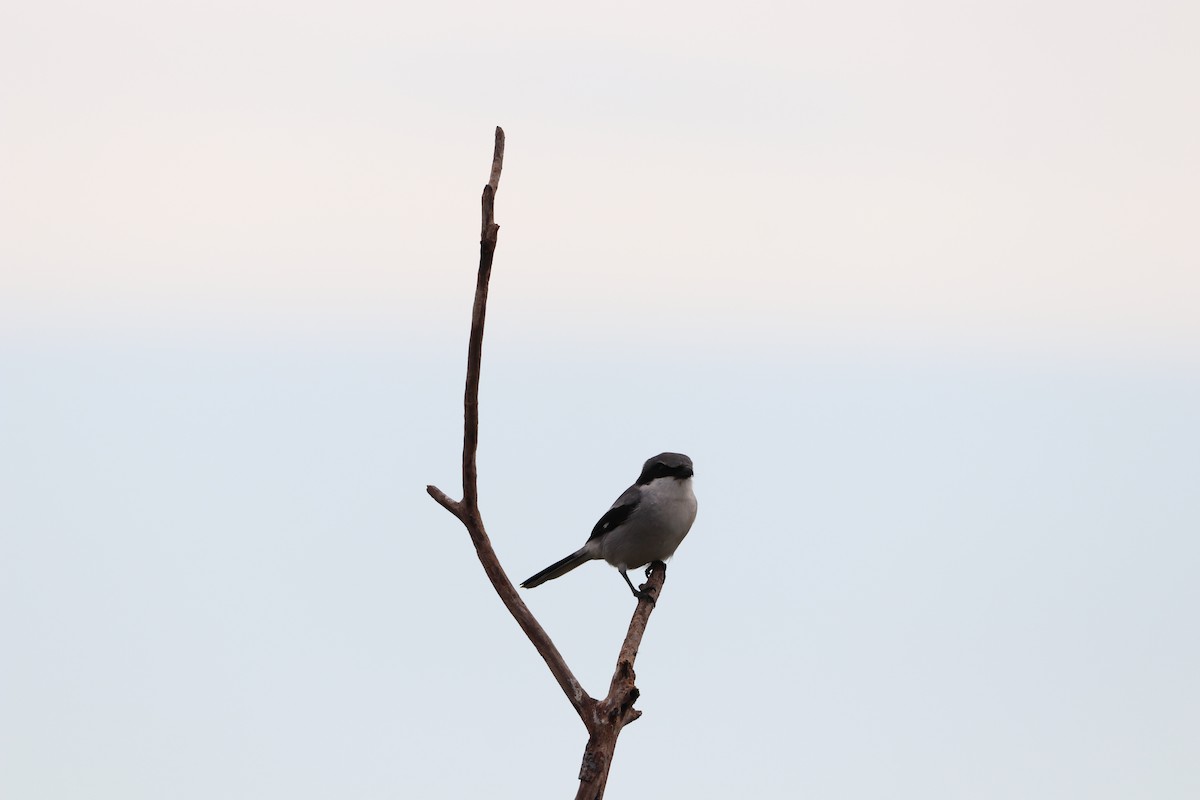 Loggerhead Shrike - ML646757142