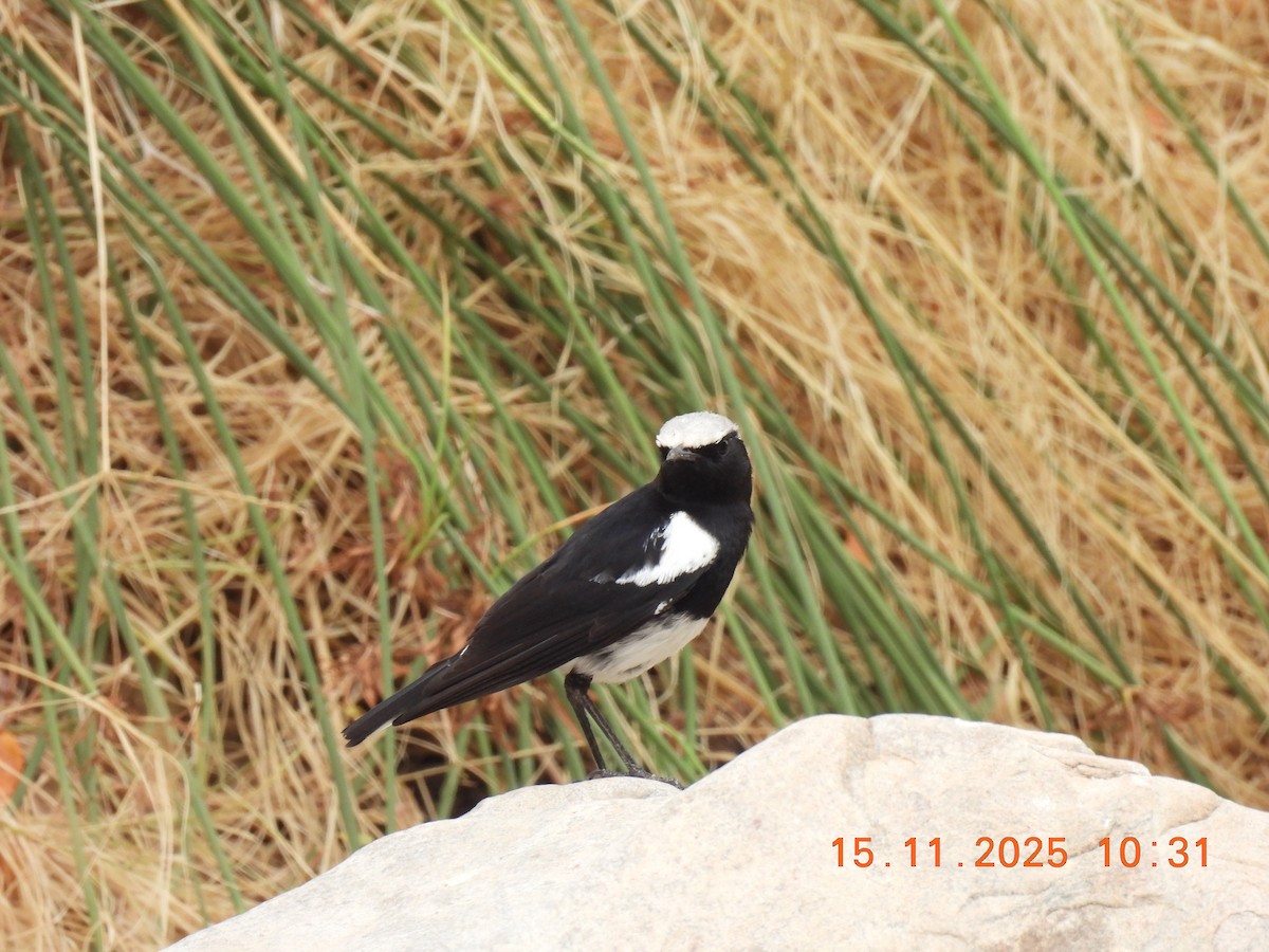 Mountain Chat - ML646757144