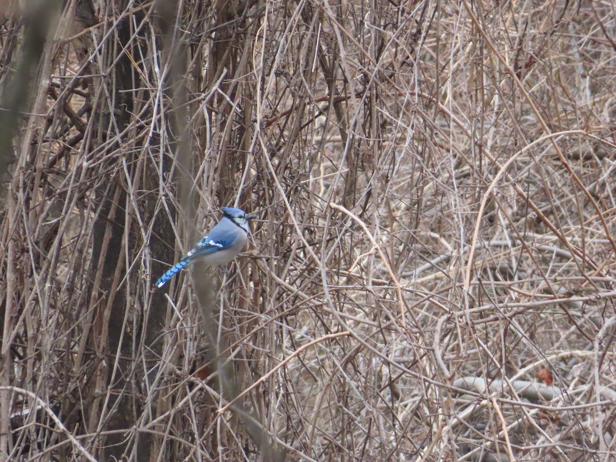 Geai bleu - ML646757145