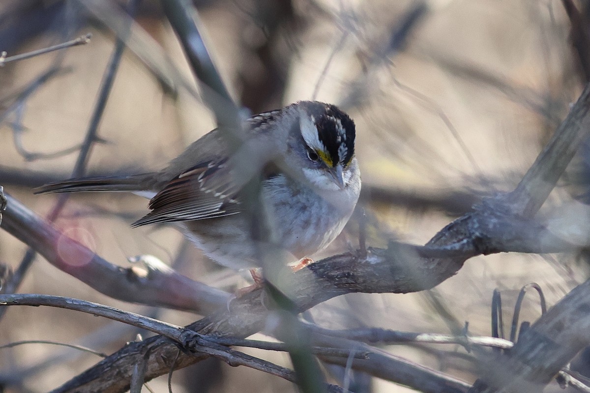 White-throated Sparrow - ML646757146