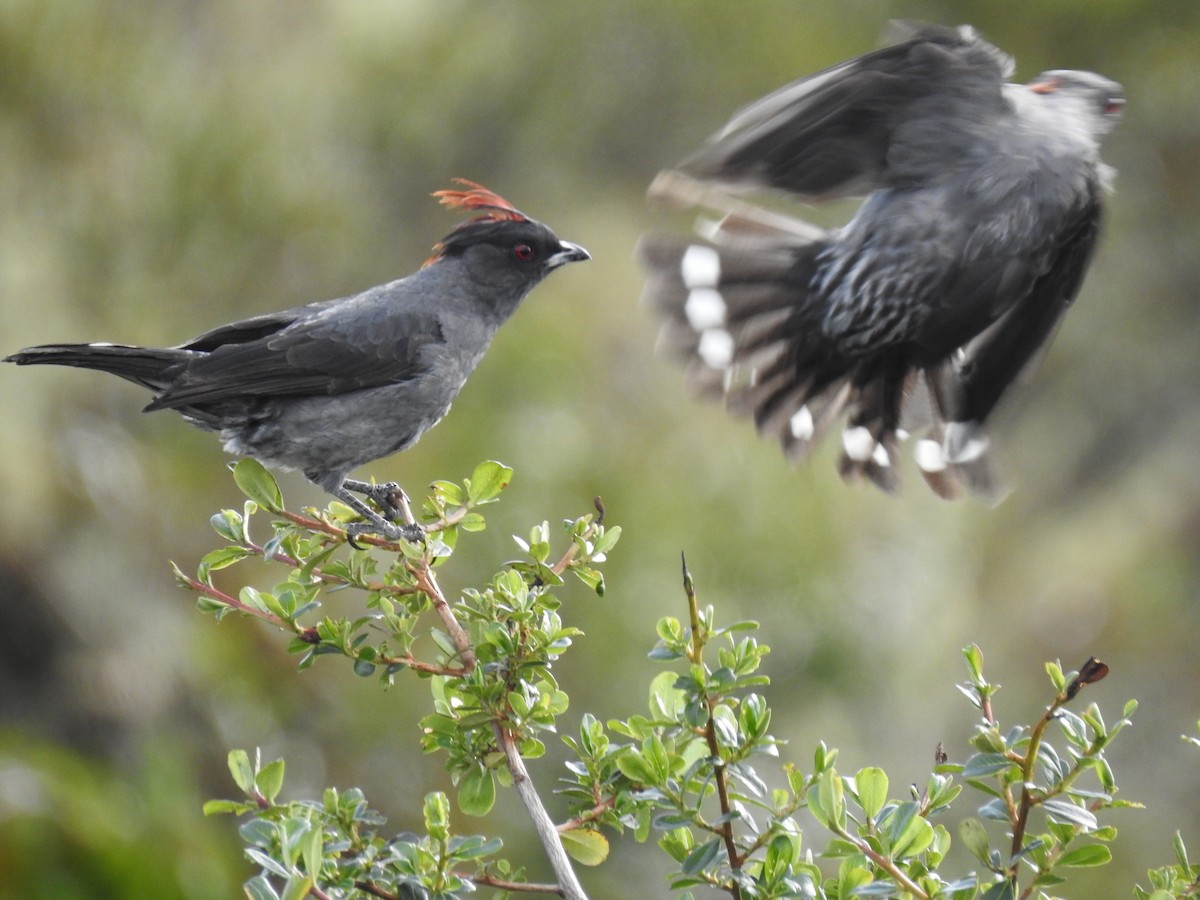 Red-crested Cotinga - ML646757148
