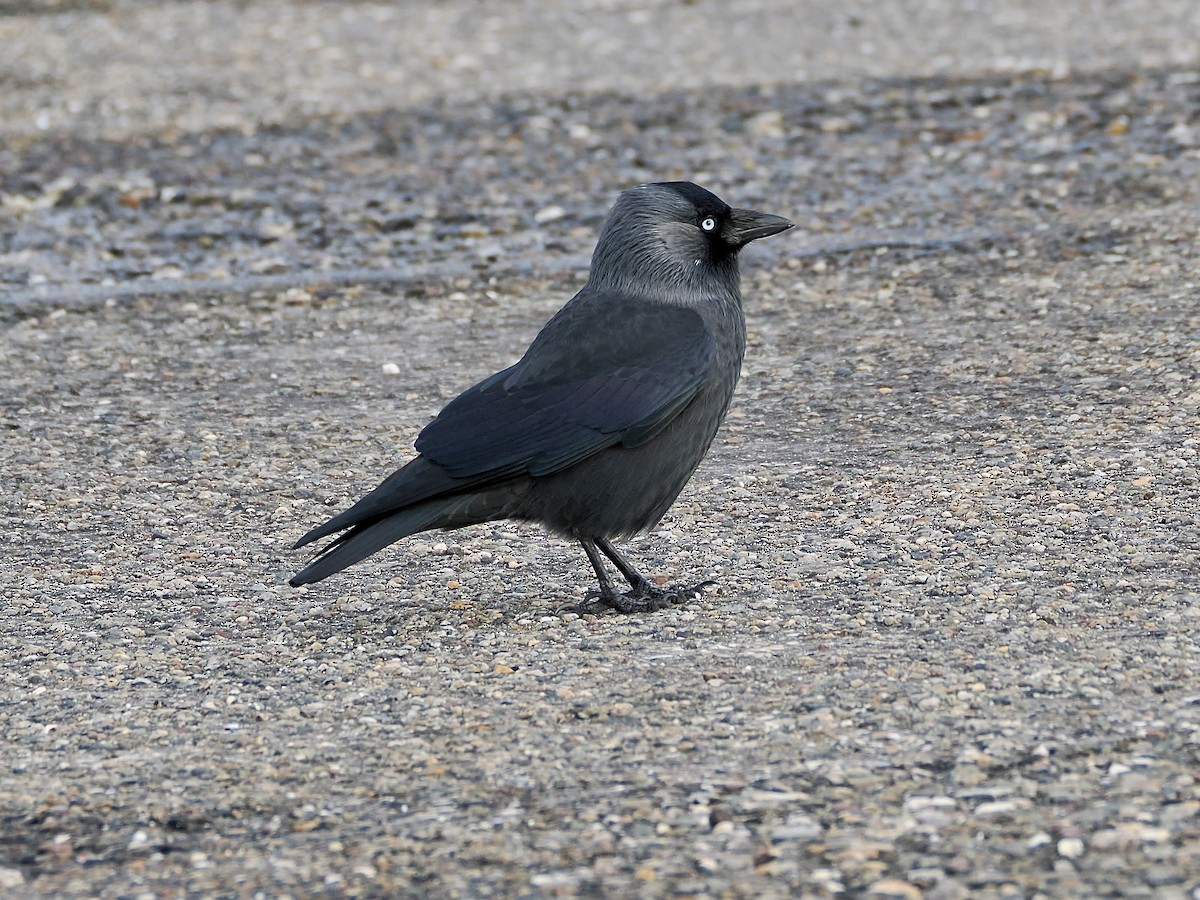 Choucas des tours - ML646757150