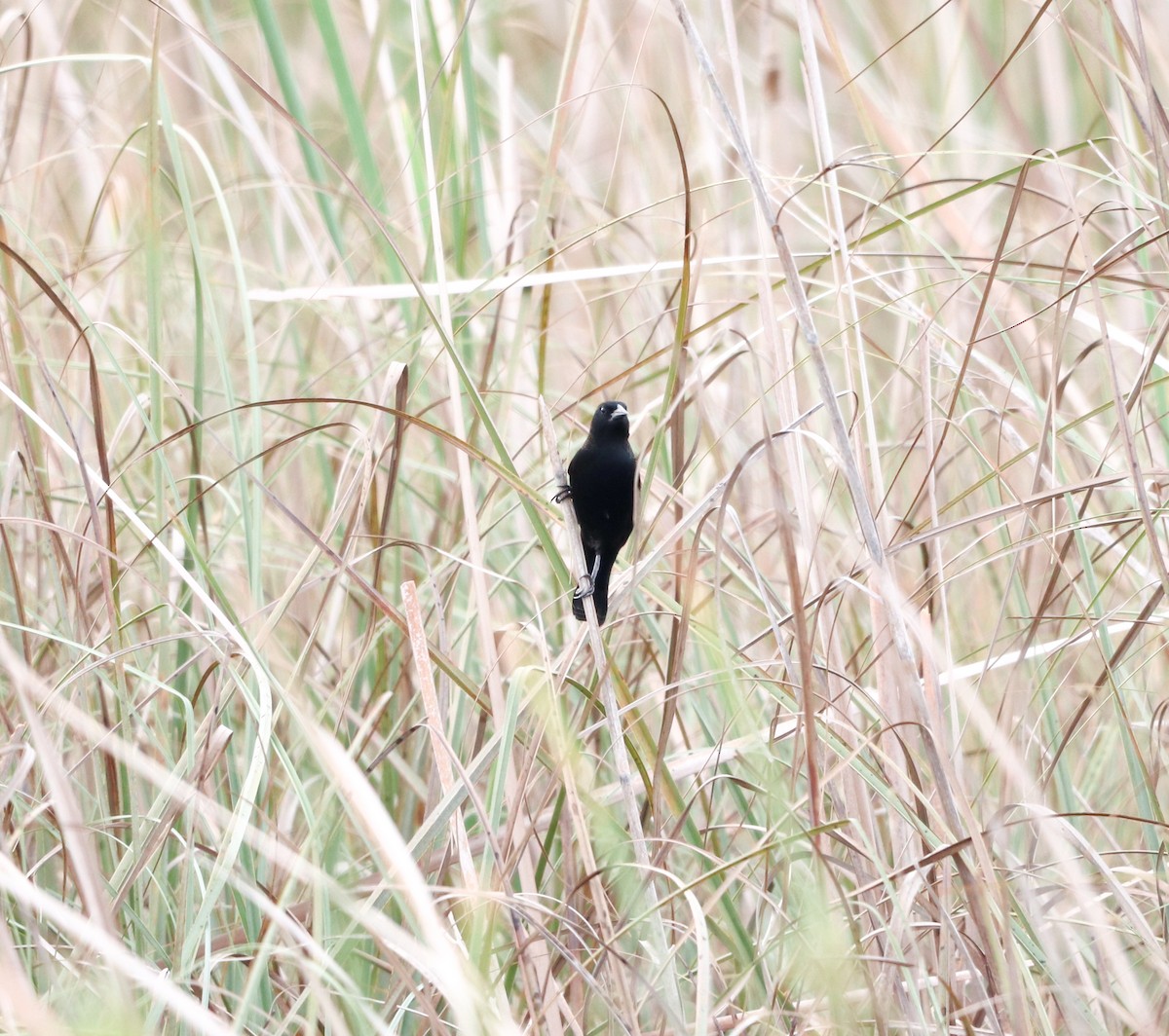 Common Grackle - ML646757151