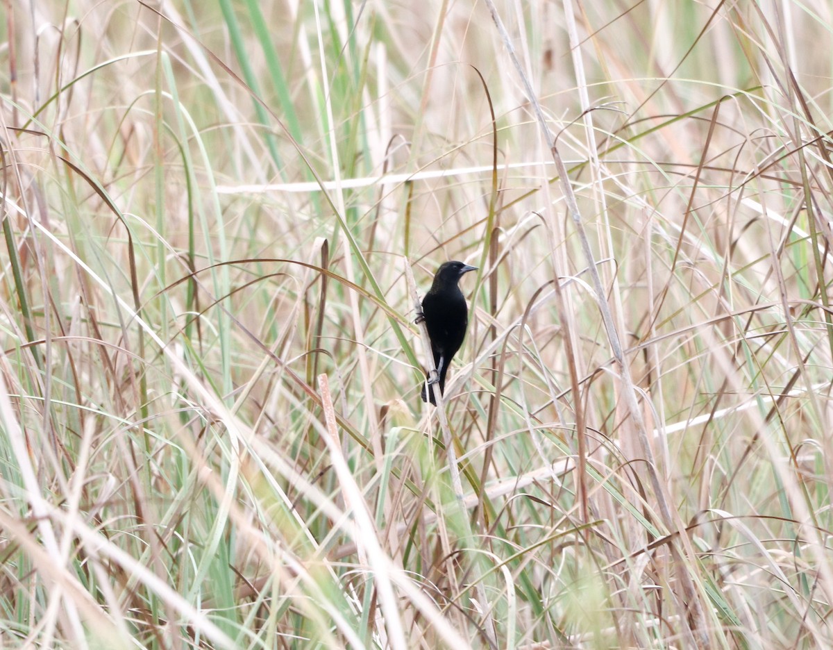 Common Grackle - ML646757152