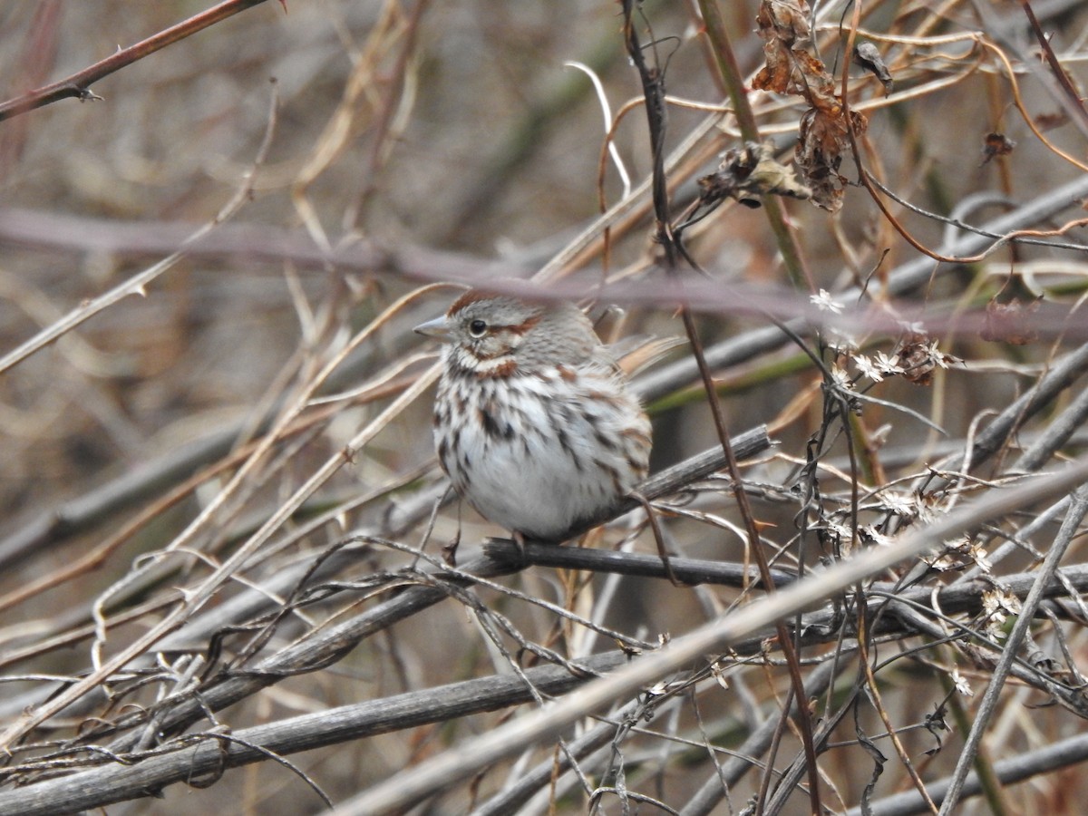 Song Sparrow - ML646757153