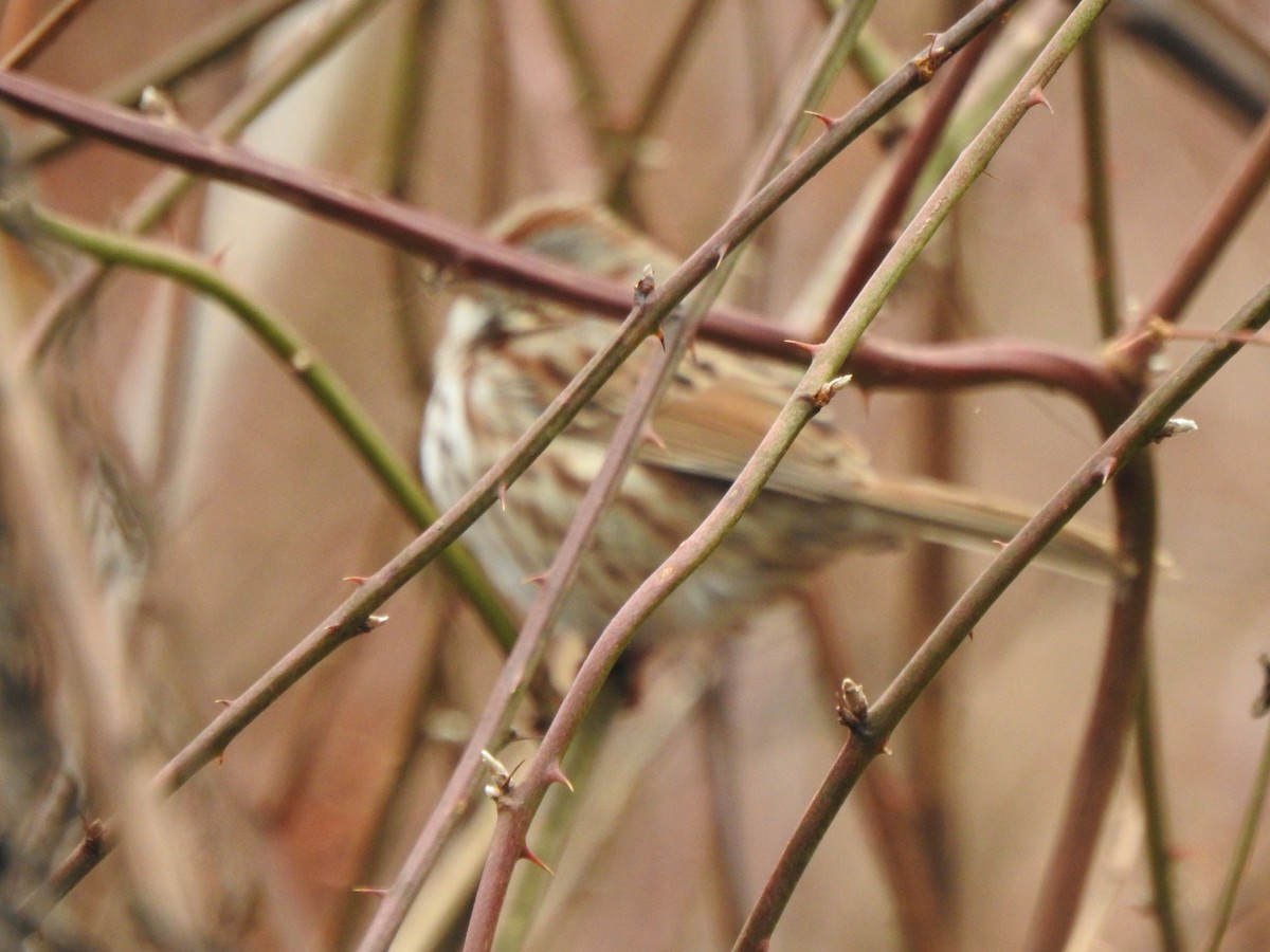 Song Sparrow - ML646757154