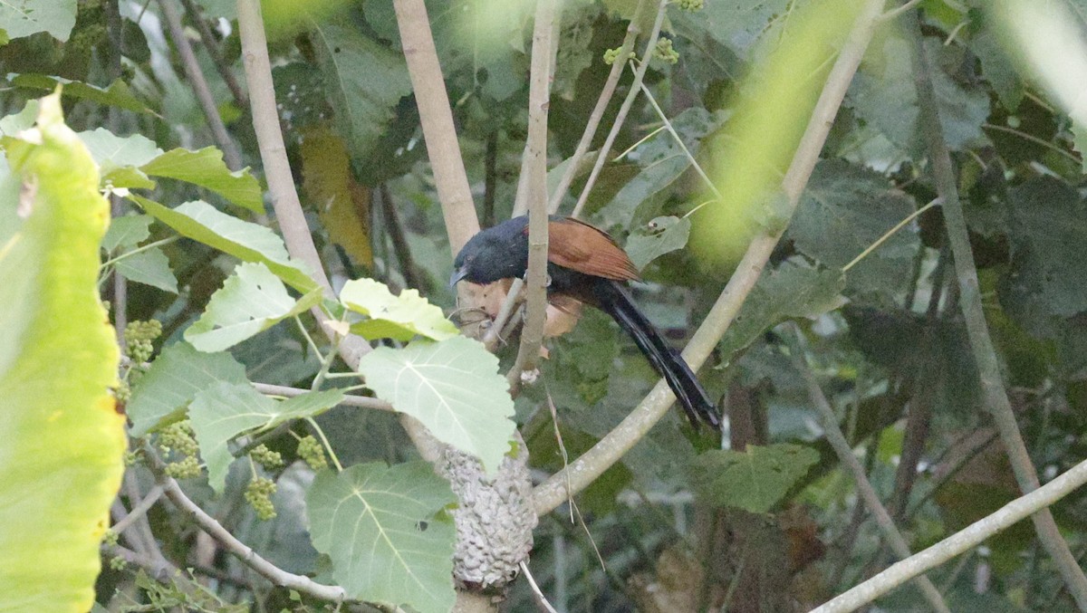 アフリカバンケン - ML646757156