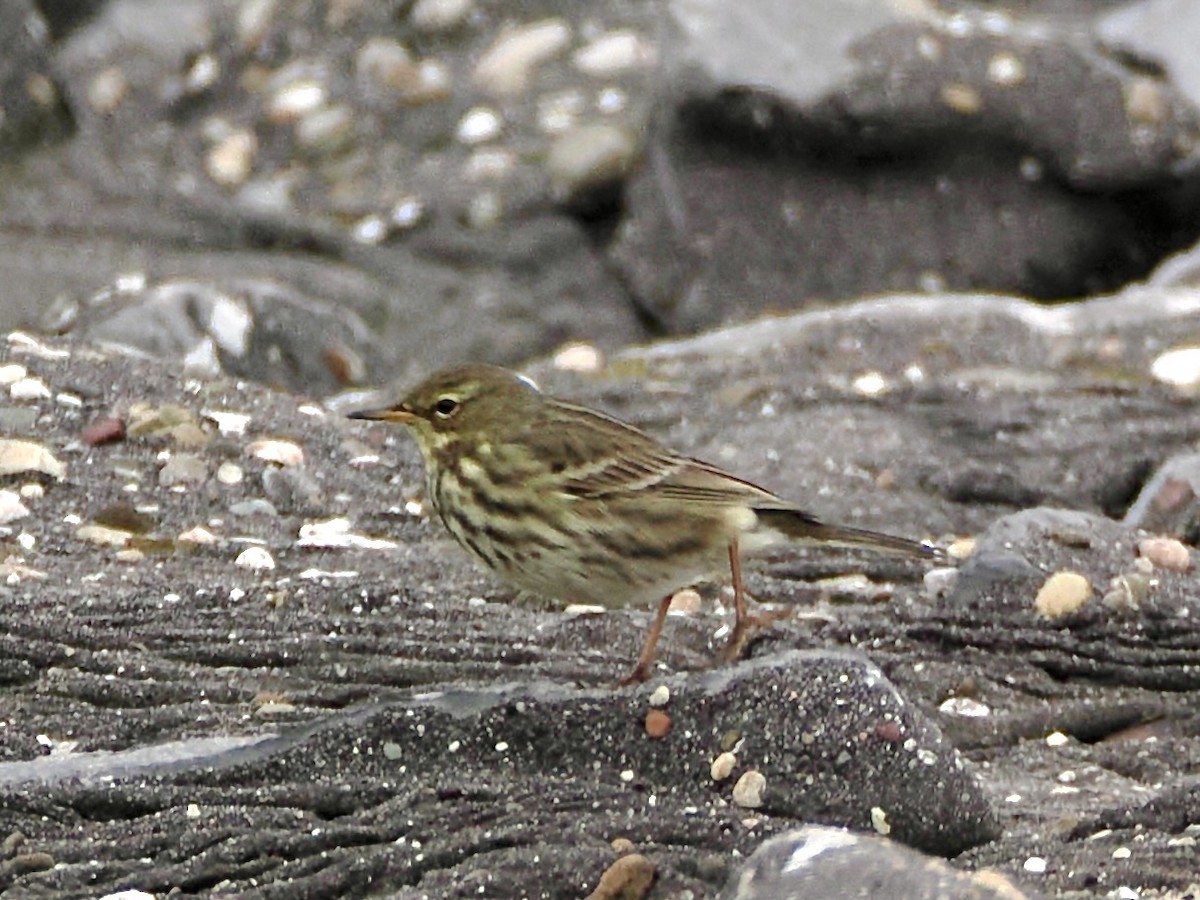 Rock Pipit - ML646757157