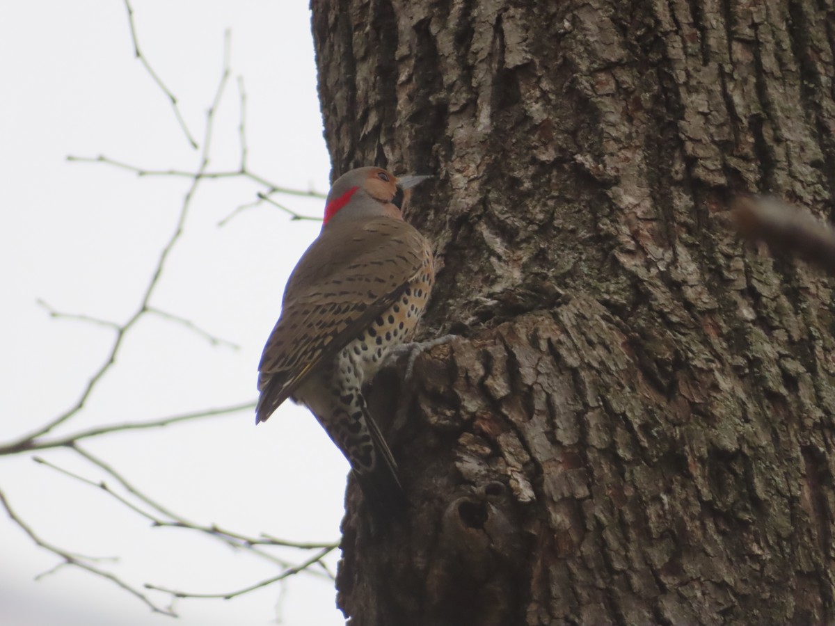 Carpintero Escapulario - ML646757160