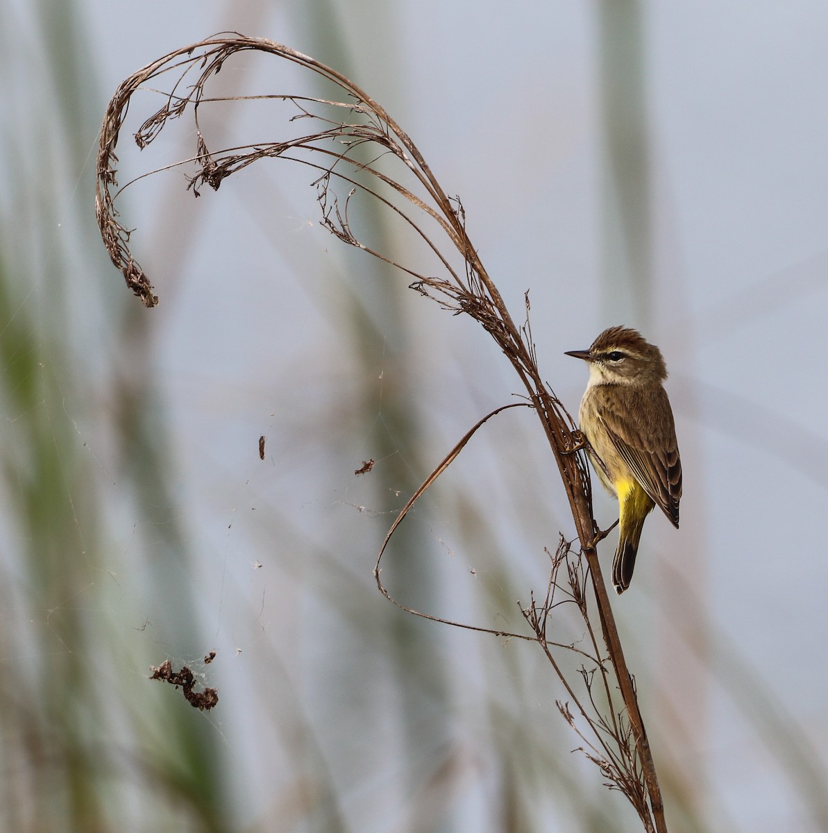 Palm Warbler - ML646757161