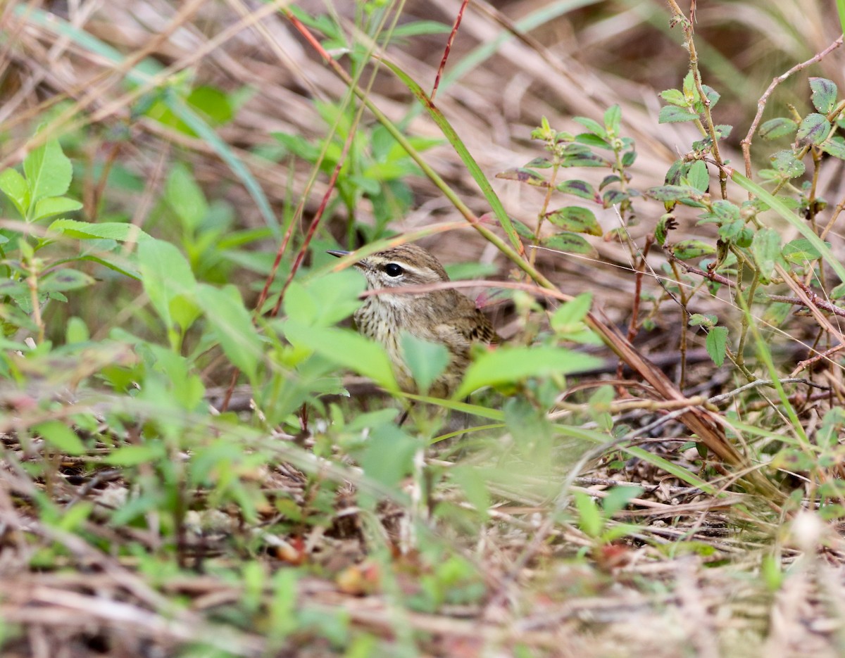 Palm Warbler - ML646757164