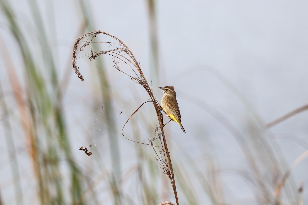 Palm Warbler - ML646757165
