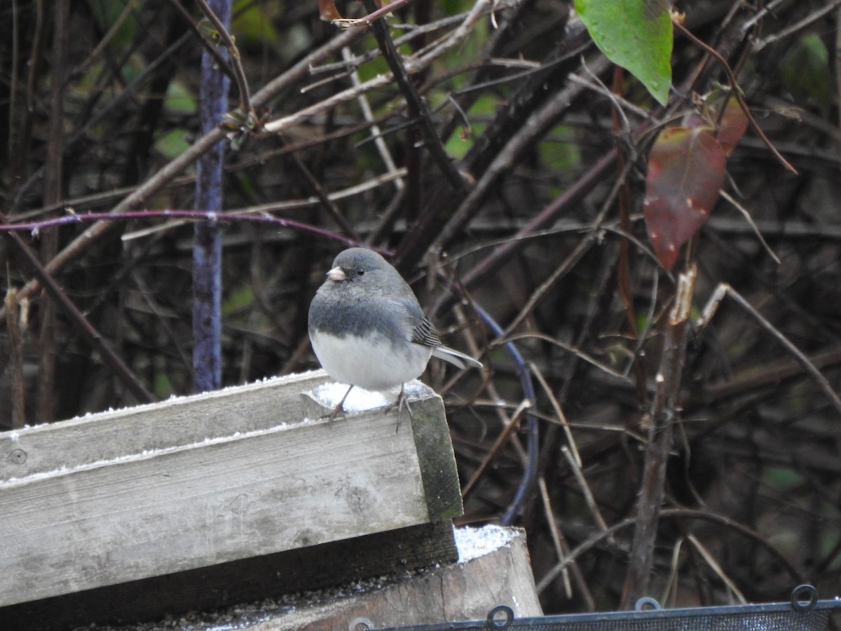 Dark-eyed Junco - ML646757167