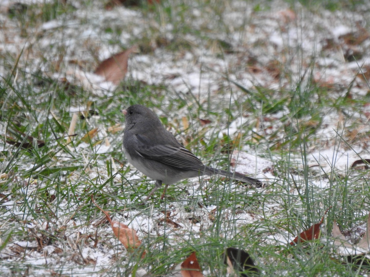 Dark-eyed Junco - ML646757168