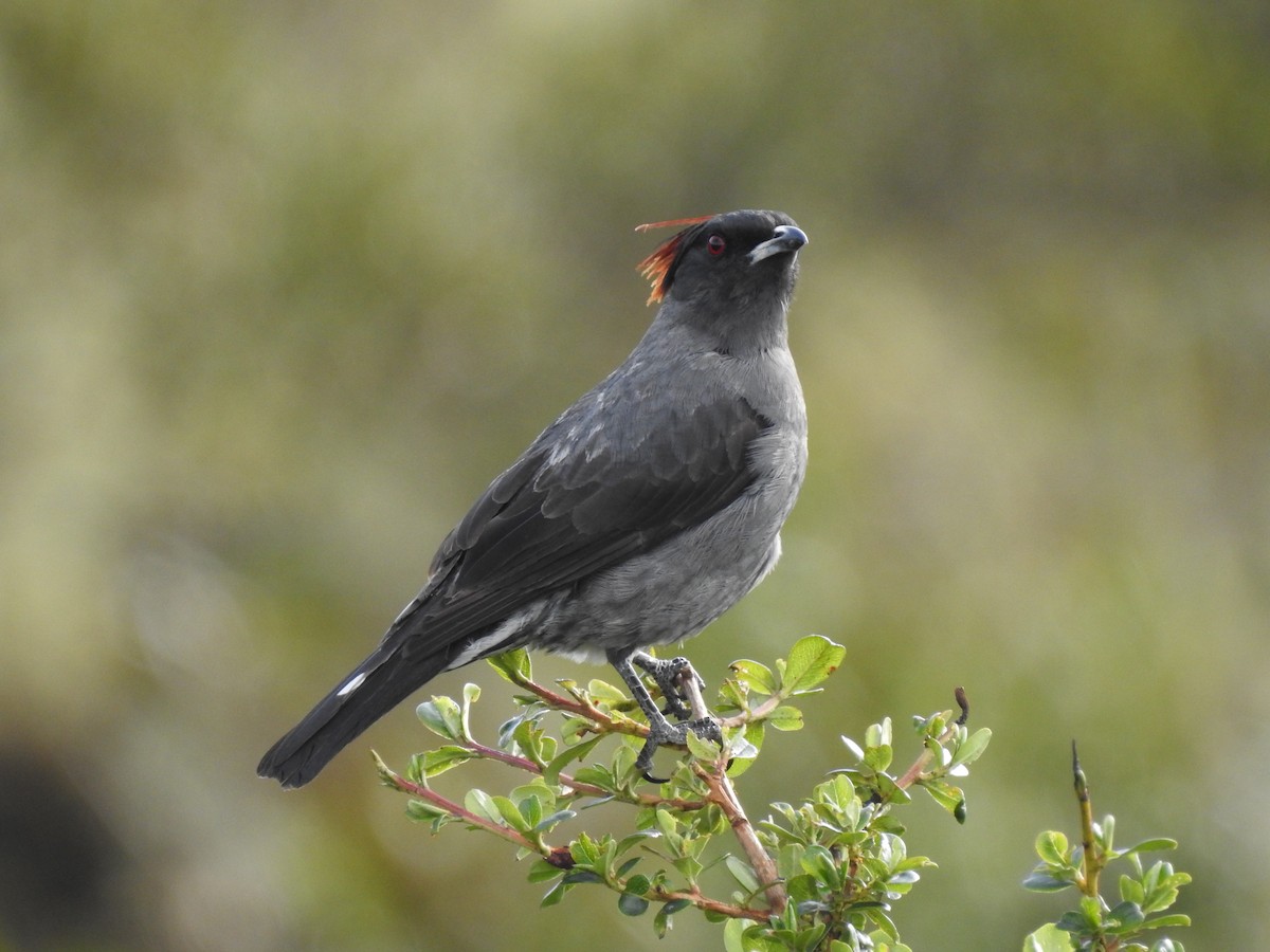 Red-crested Cotinga - ML646757170