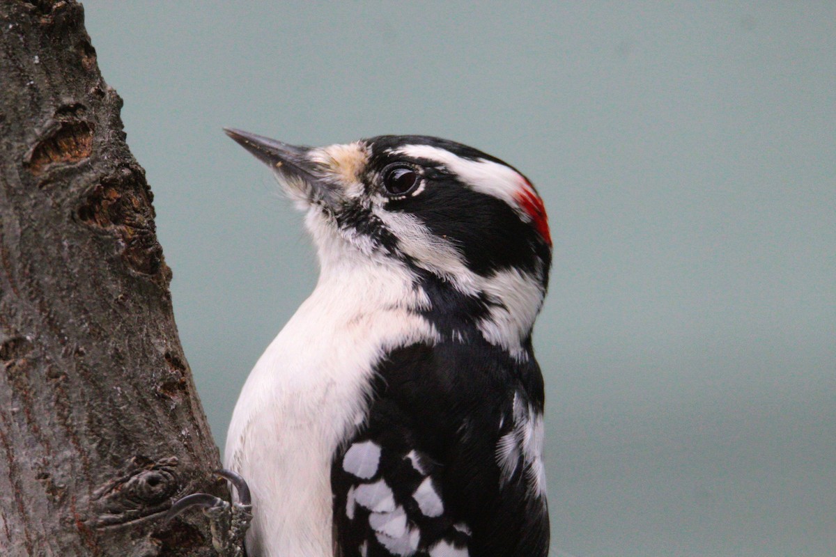 Downy Woodpecker - ML646757171