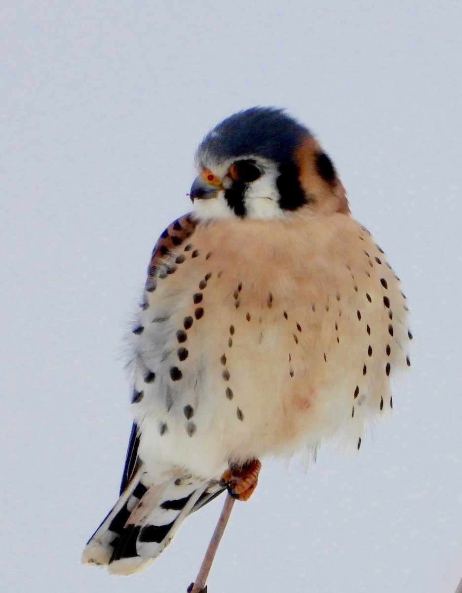 Belatz amerikarra - ML646757172