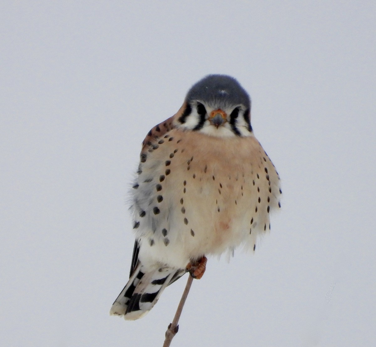 Belatz amerikarra - ML646757173