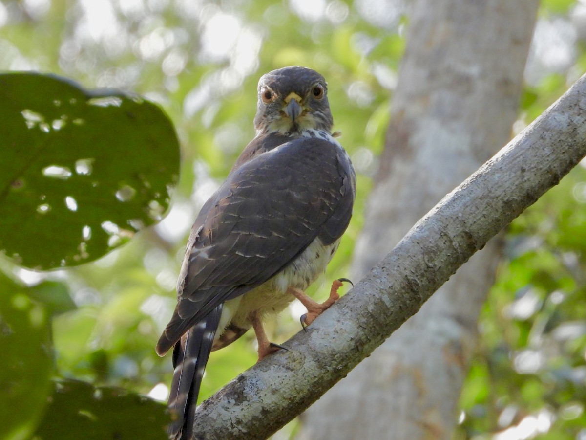 Double-toothed Kite - ML646757179