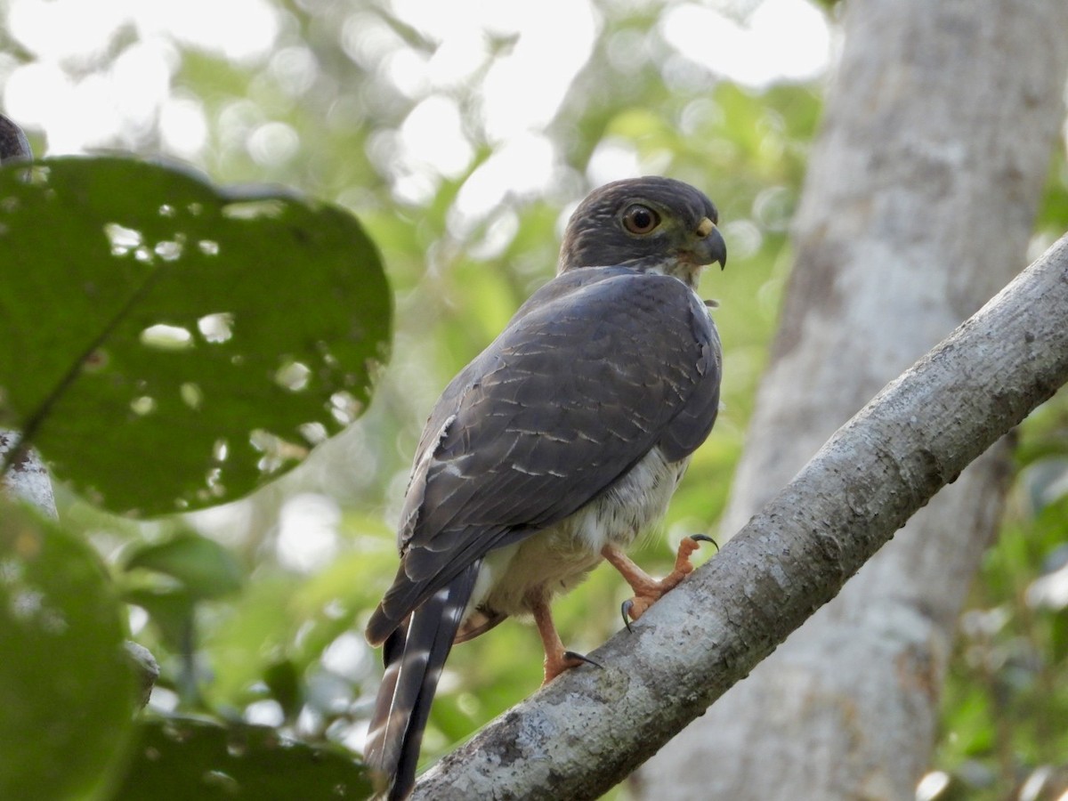 Double-toothed Kite - ML646757180
