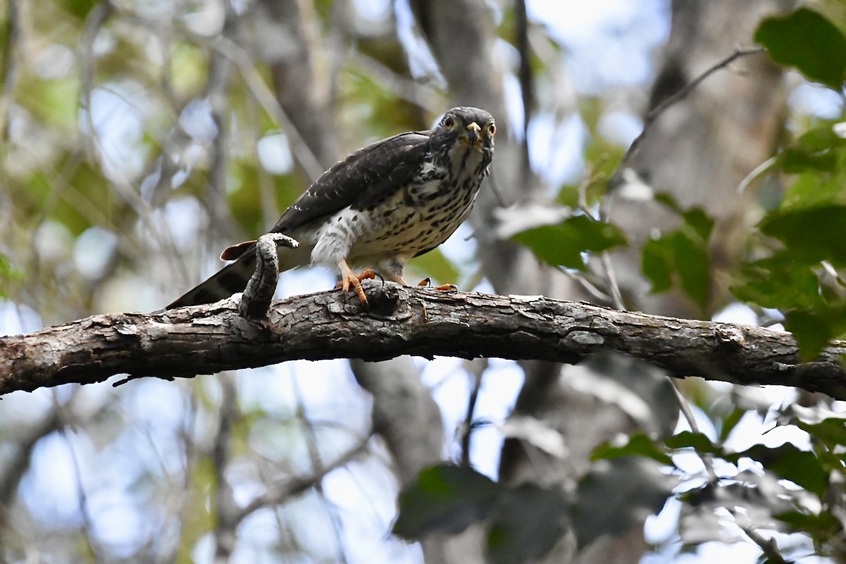Double-toothed Kite - ML646757181