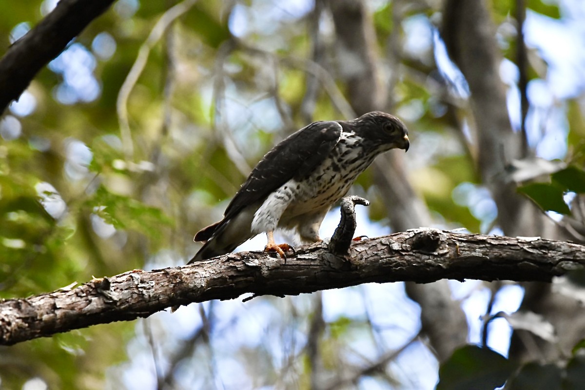 Double-toothed Kite - ML646757182