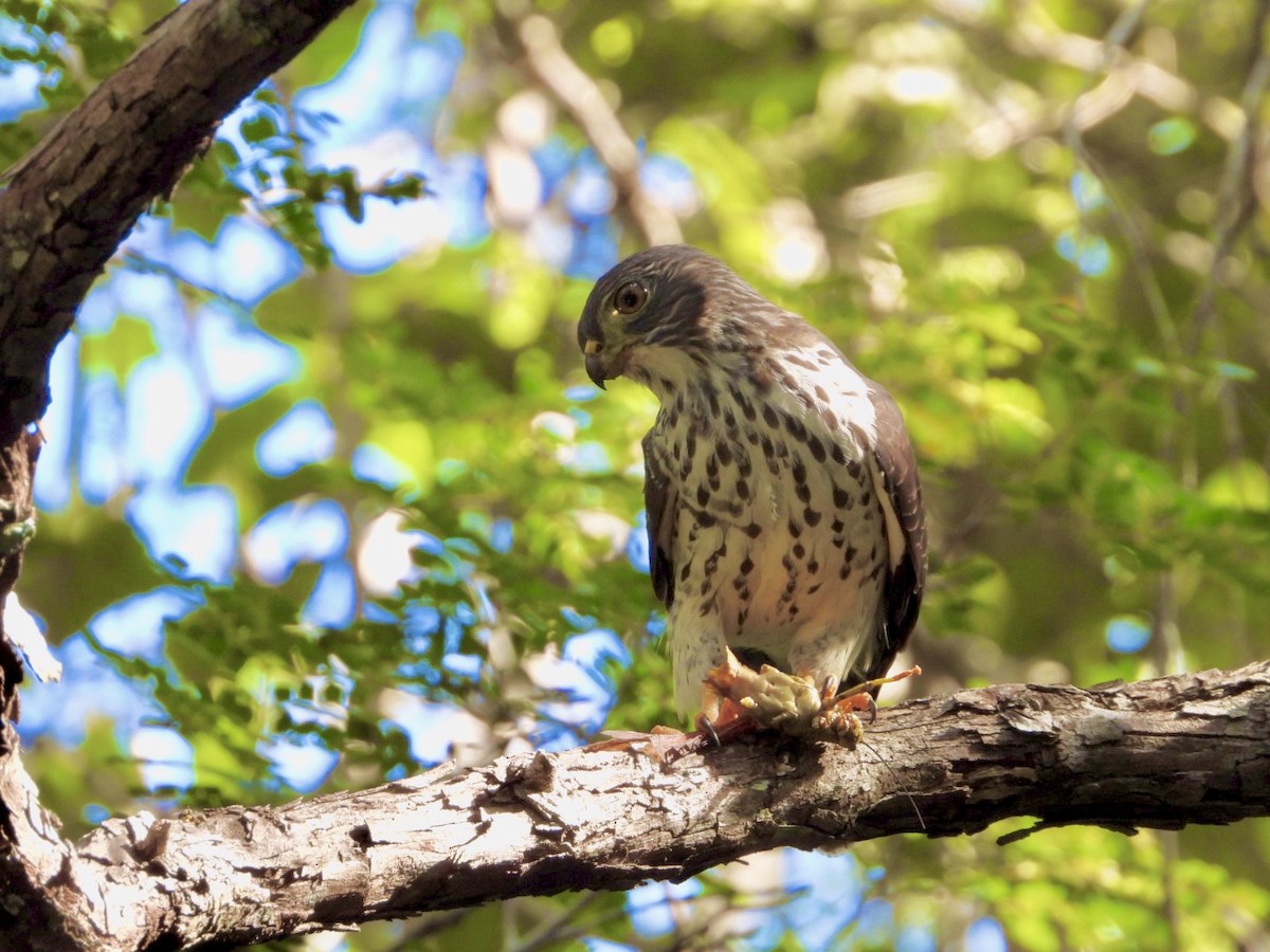 Double-toothed Kite - ML646757183