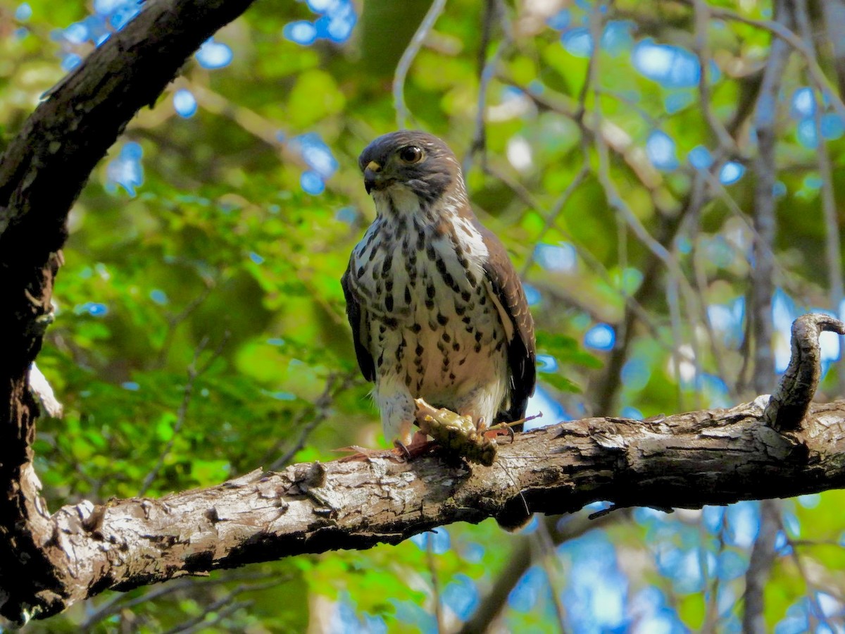 Double-toothed Kite - ML646757184