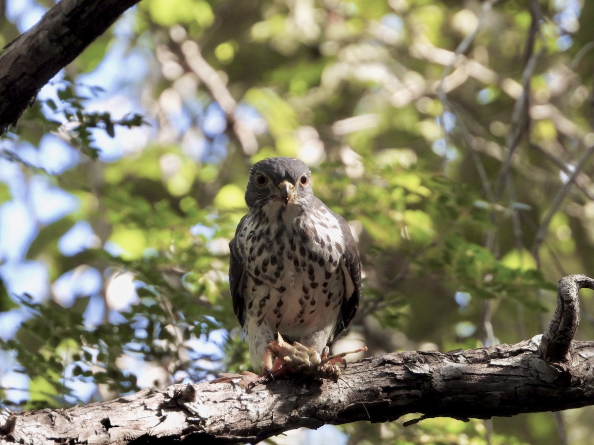 Double-toothed Kite - ML646757185