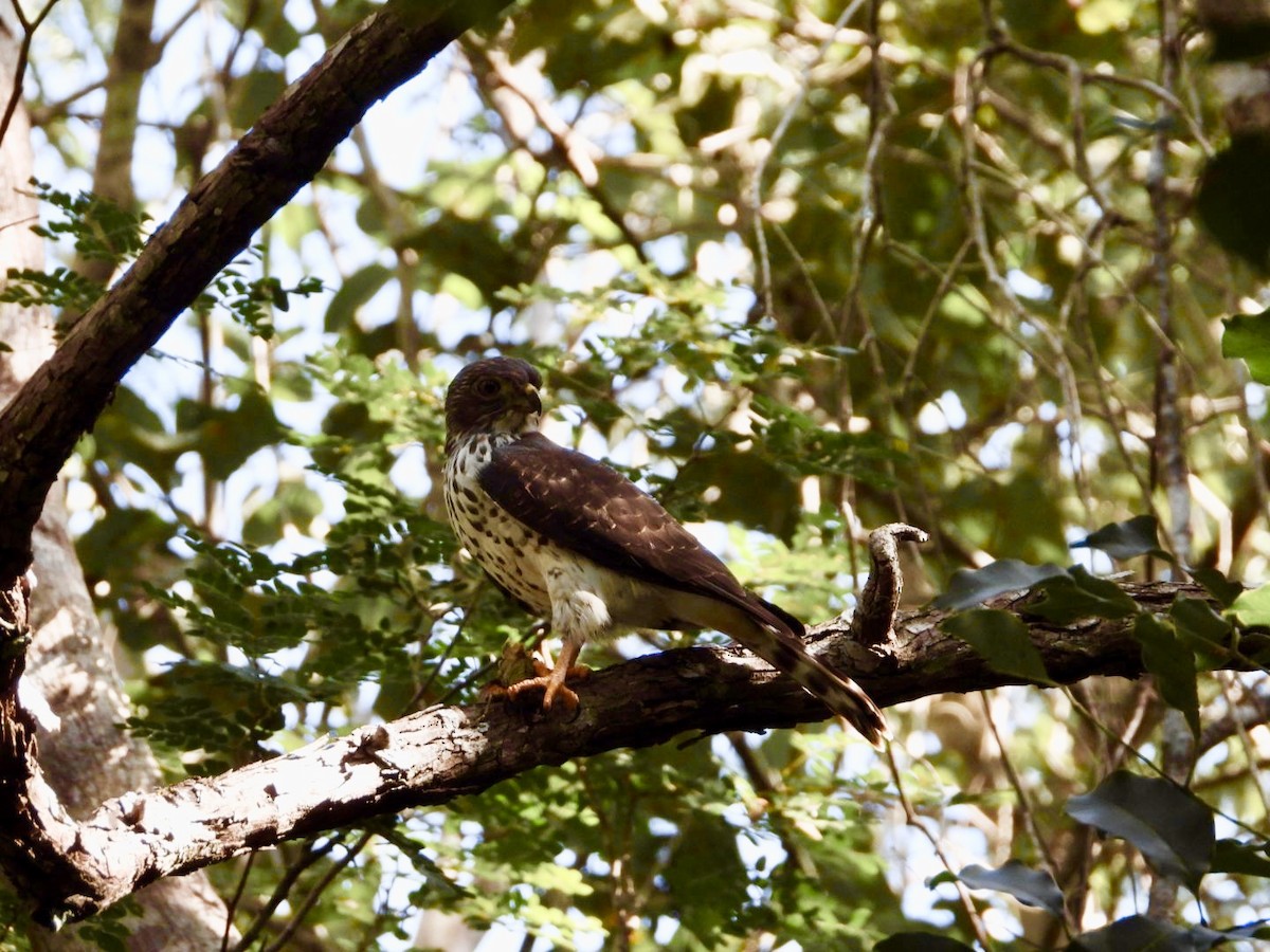 Double-toothed Kite - ML646757186