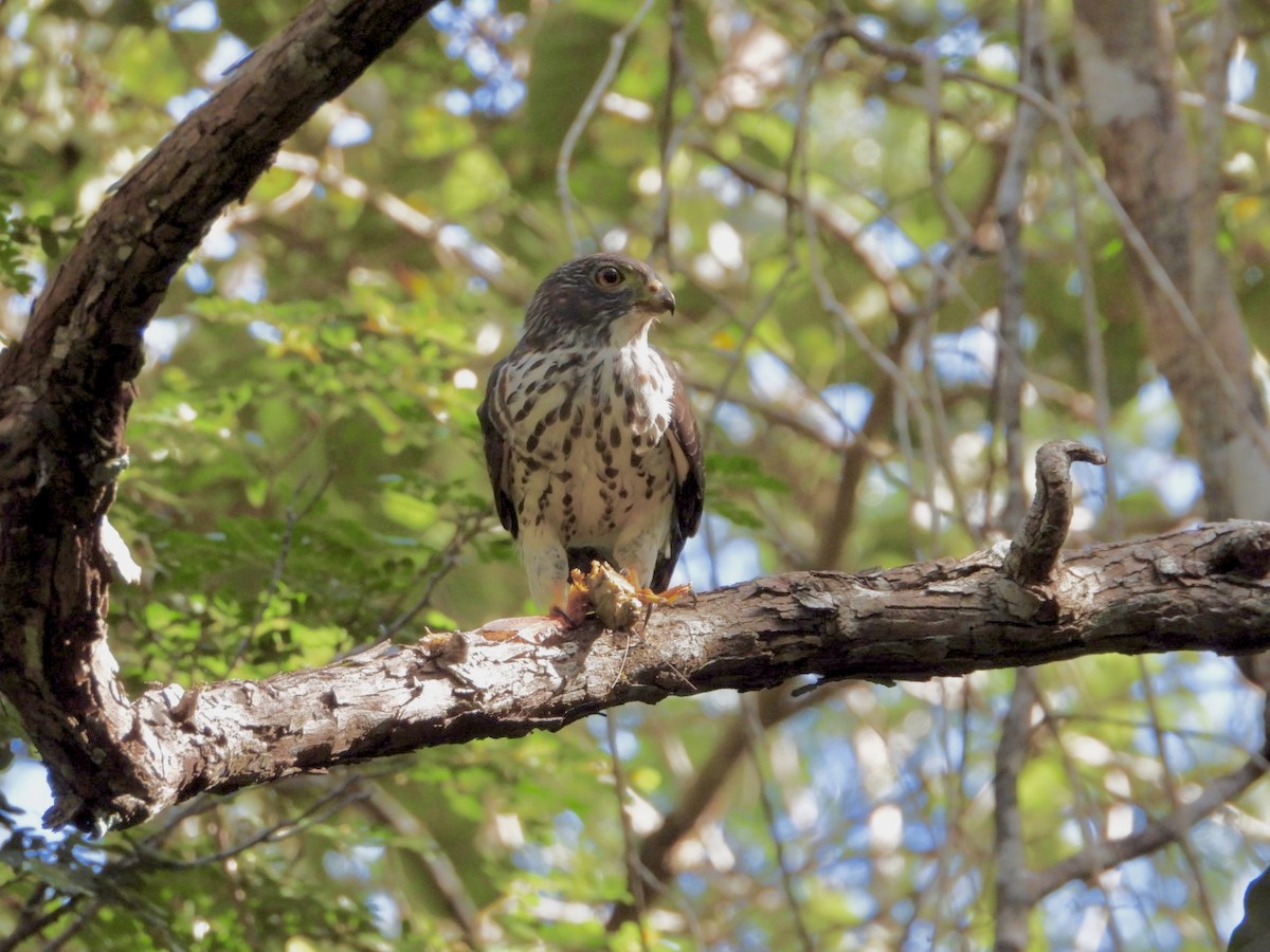 Double-toothed Kite - ML646757187