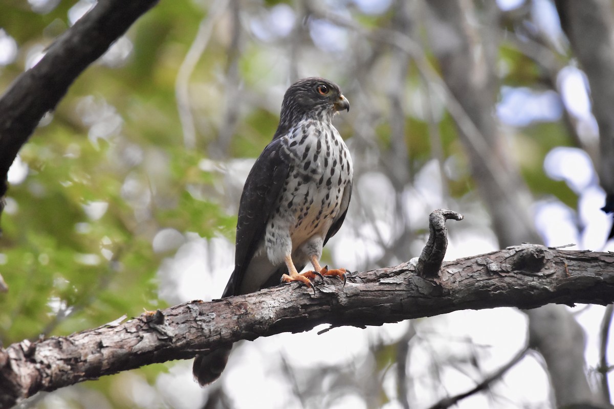 Double-toothed Kite - ML646757188
