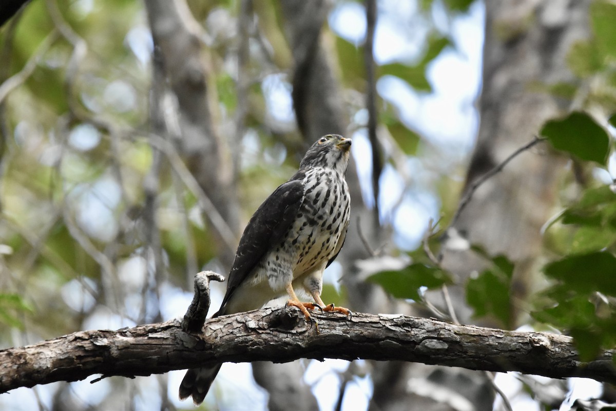 Double-toothed Kite - ML646757189