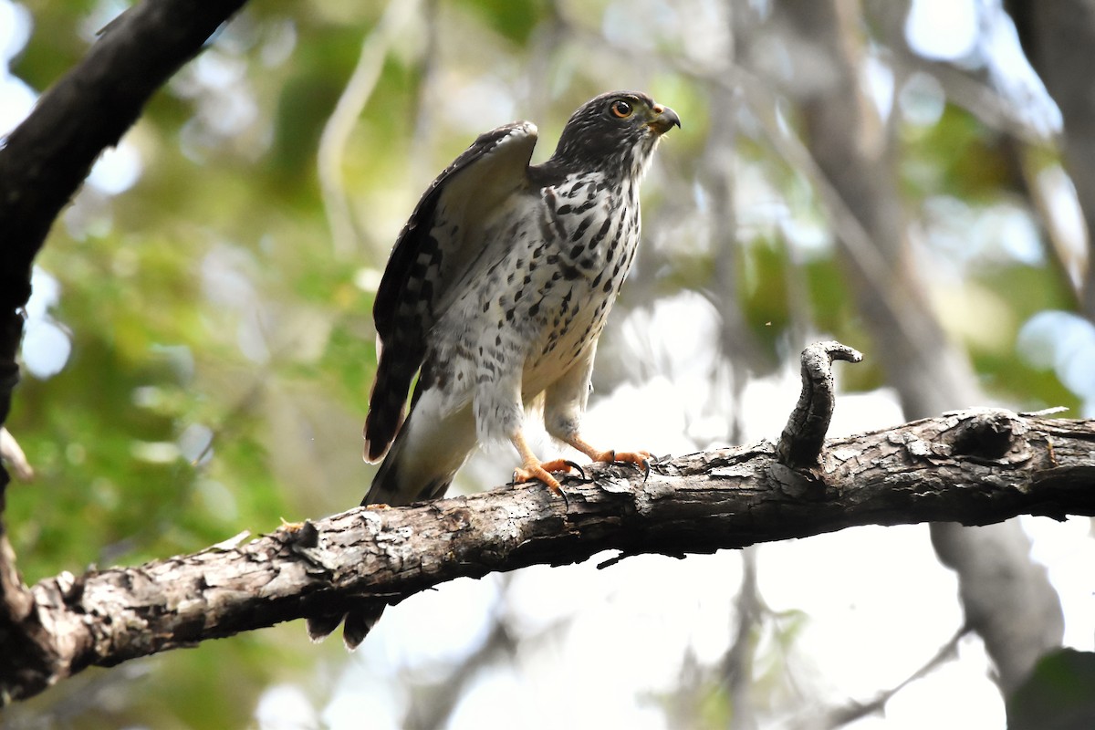 Double-toothed Kite - ML646757190