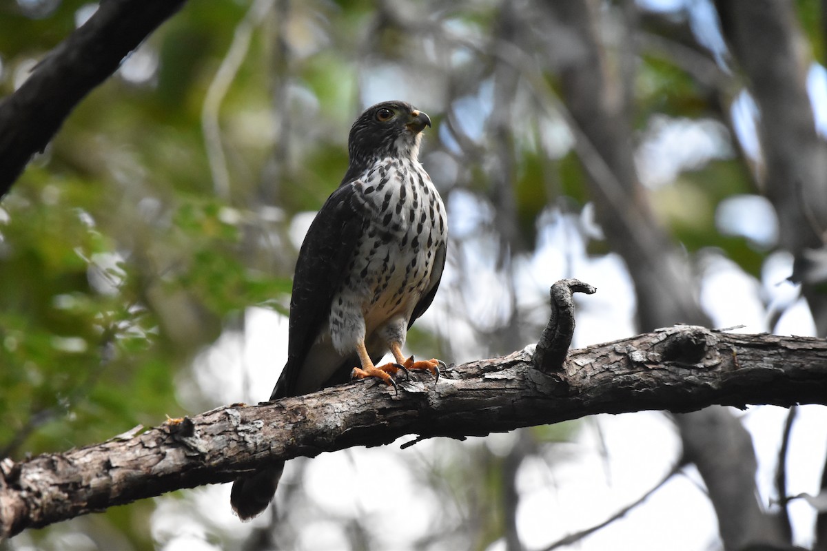 Double-toothed Kite - ML646757191