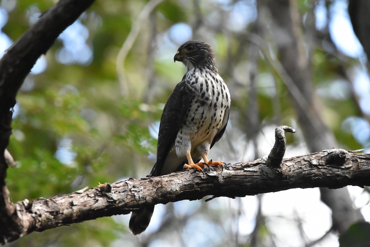 Double-toothed Kite - ML646757192