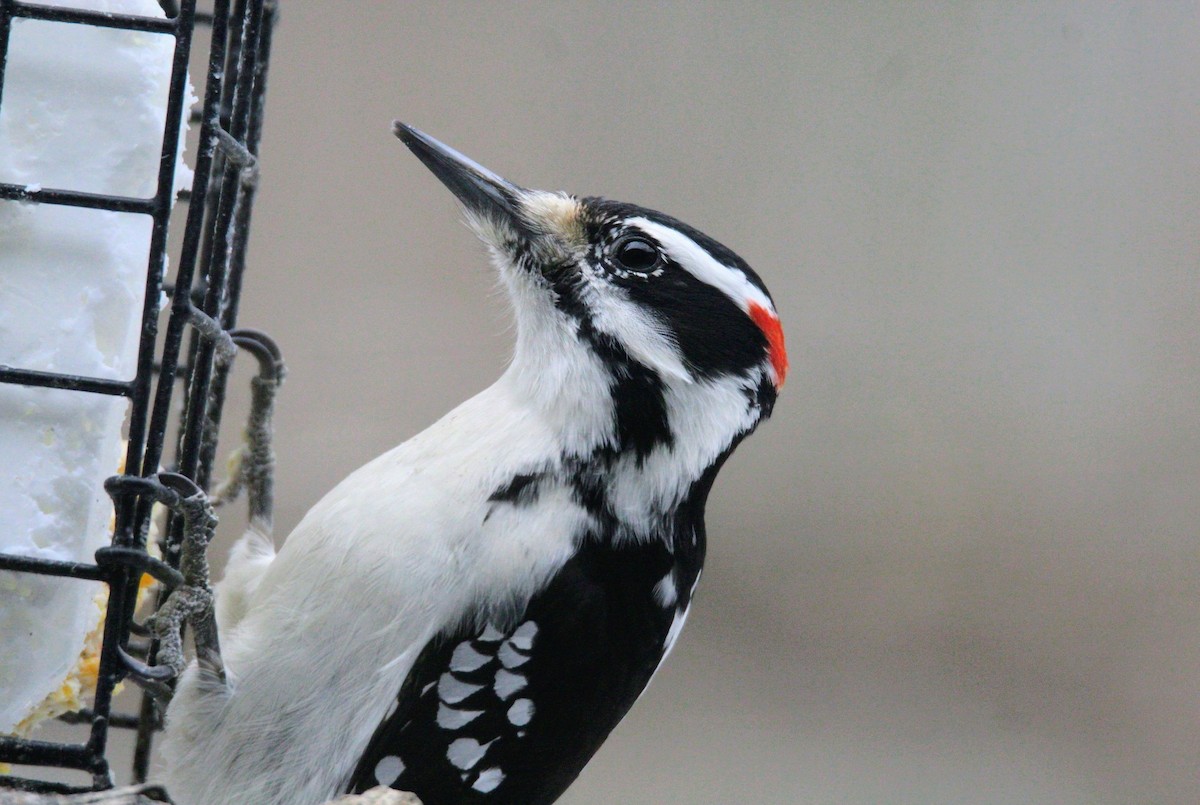 Hairy Woodpecker - ML646757196