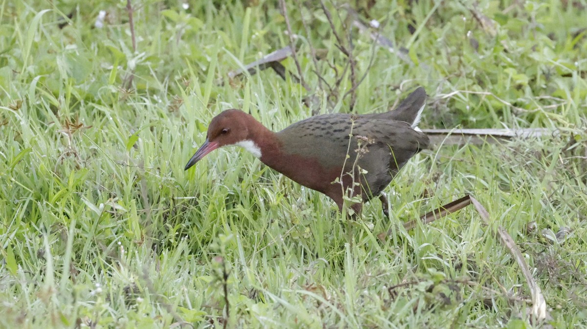 ノドジロクイナ - ML646757202