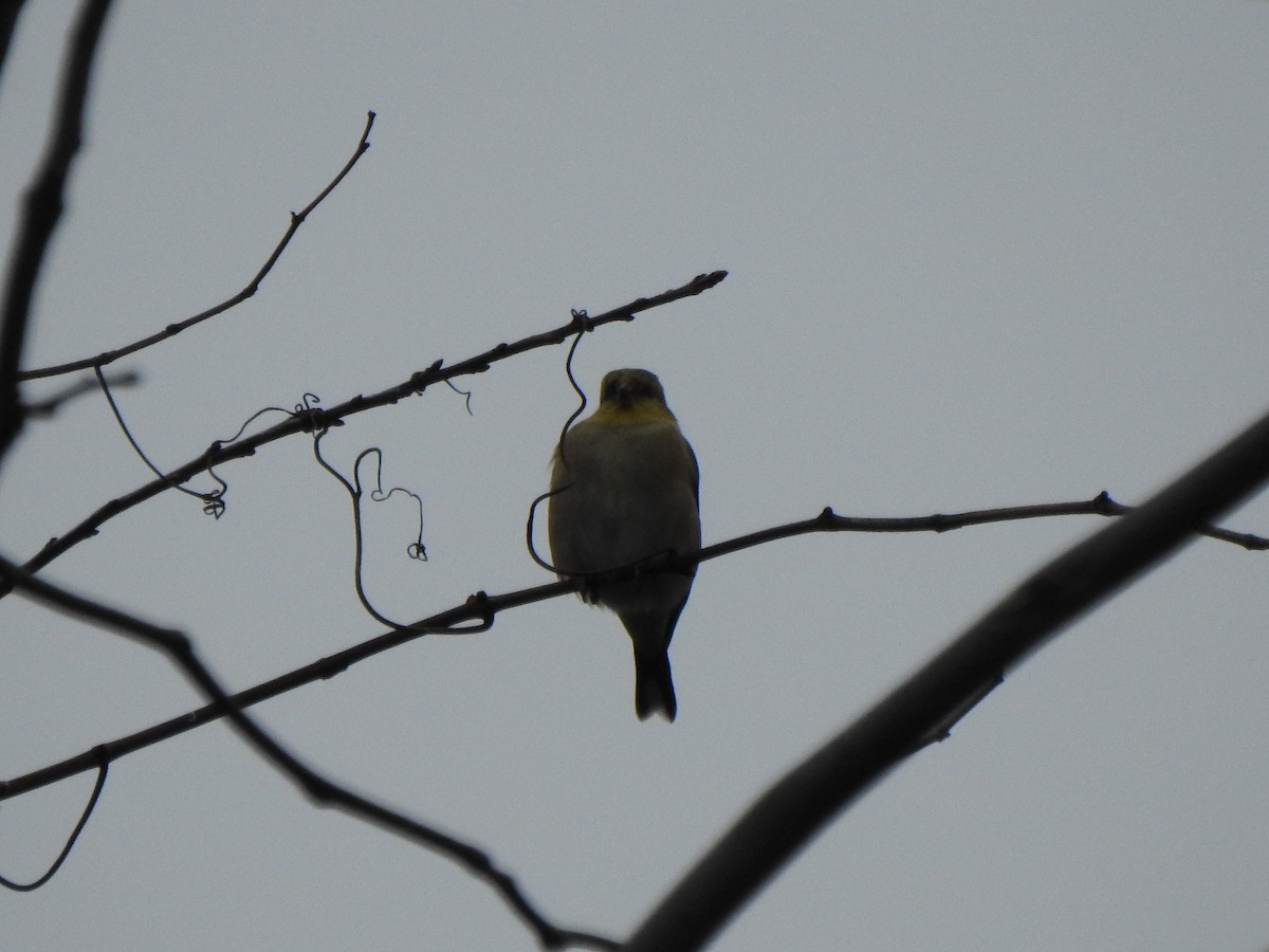 American Goldfinch - ML646757203