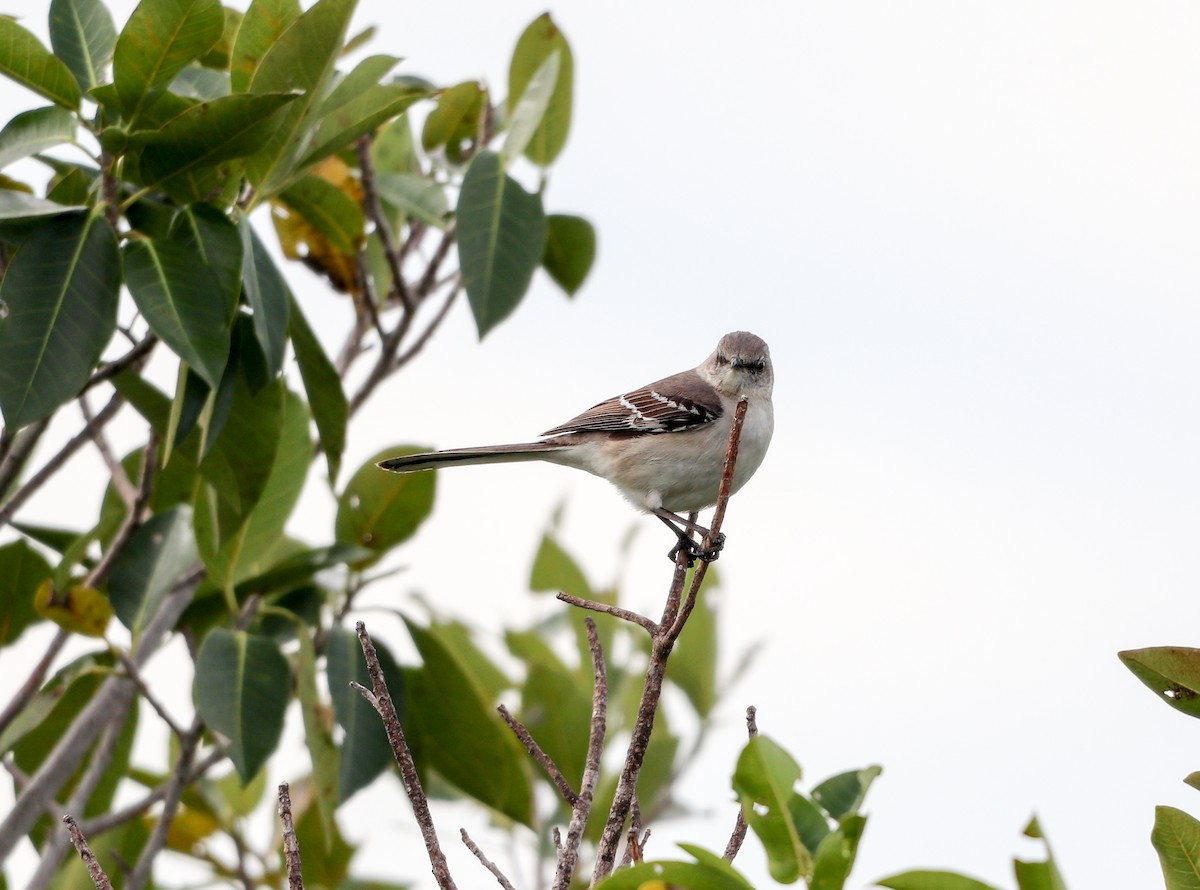 Northern Mockingbird - ML646757204